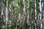 photo thumbnail #11