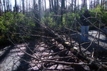 photo thumbnail #12