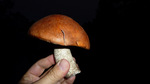photo thumbnail #2