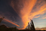 photo thumbnail #15
