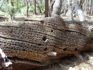 photo thumbnail #4