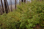 photo thumbnail #13