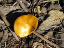 photo thumbnail #15