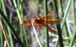 photo thumbnail #3