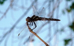 photo thumbnail #4