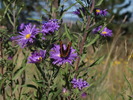 photo thumbnail #13