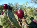 photo thumbnail #3