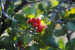 photo thumbnail #9