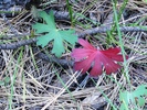 2010-09-18 West Fork Trail #94 - Greer :: sneakySASQUATCH
