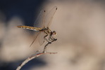 photo thumbnail #5