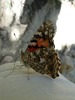 photo thumbnail #12