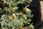 Featured Detail Photo