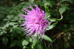 photo thumbnail #6