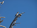 photo thumbnail #13