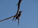 photo thumbnail #14