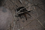 photo thumbnail #1