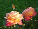 photo thumbnail #8