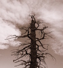 photo thumbnail #15