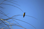 photo thumbnail #13