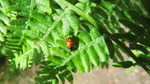 photo thumbnail #15