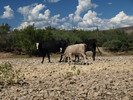 photo thumbnail #15