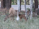 photo thumbnail #12