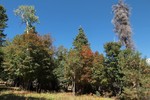 photo thumbnail #5