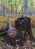 photo thumbnail #3