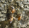 photo thumbnail #12