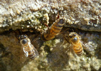photo thumbnail #13