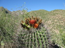 photo thumbnail #2
