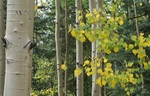photo thumbnail #6