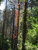 photo thumbnail #12