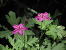photo thumbnail #14