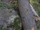 photo thumbnail #7