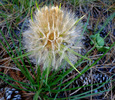 photo thumbnail #15