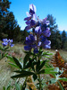photo thumbnail #6