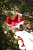 photo thumbnail #11