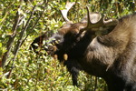 photo thumbnail #5