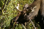 photo thumbnail #6