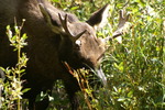 photo thumbnail #8