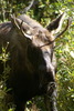 photo thumbnail #10