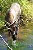 photo thumbnail #14