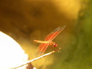 photo thumbnail #10