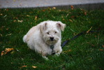 photo thumbnail #9