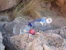 photo thumbnail #1
