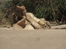 photo thumbnail #10