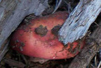 photo thumbnail #3
