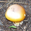 photo thumbnail #6
