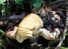 photo thumbnail #9